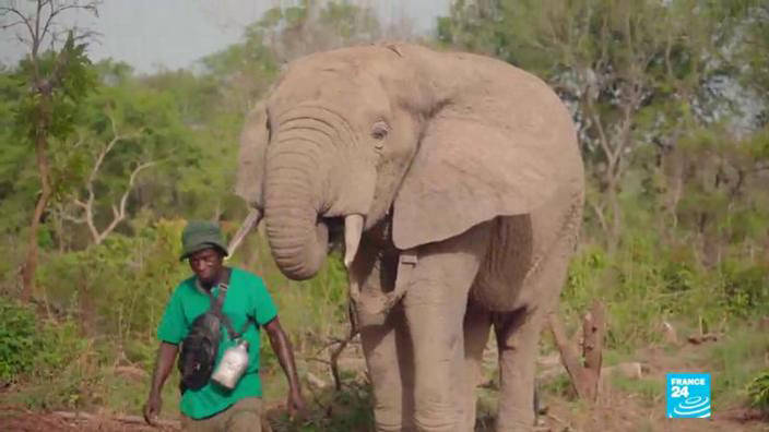 Côte d'Ivoire : un safari pour sauver la faune